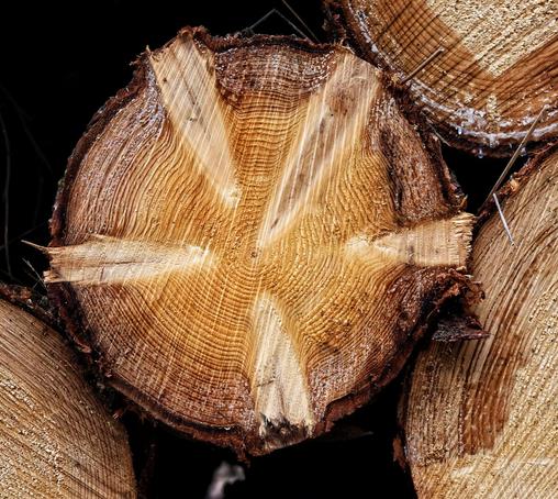 A close-up photograph of a freshly cut tree trunk, revealing its intricate growth rings and a distinctive star-like pattern at its core. The rings, in varying shades of light brown to darker tones, radiate outward from the centre, illustrating the tree’s age and growth history. The star-like pattern adds a striking geometric contrast to the organic texture of the wood. The outer bark is rough and partially peeling, while the inner wood appears smoother, with visible splits extending from the centre.